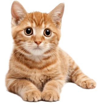 Turuncu kedi — TERA Mersin