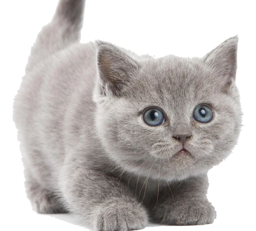 Gri yavru kedi — TERA Mersin
