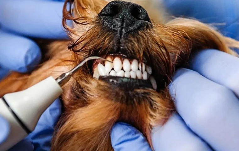 Köpek diş bakımı ve diş taşı temizliği — TERA Mersin